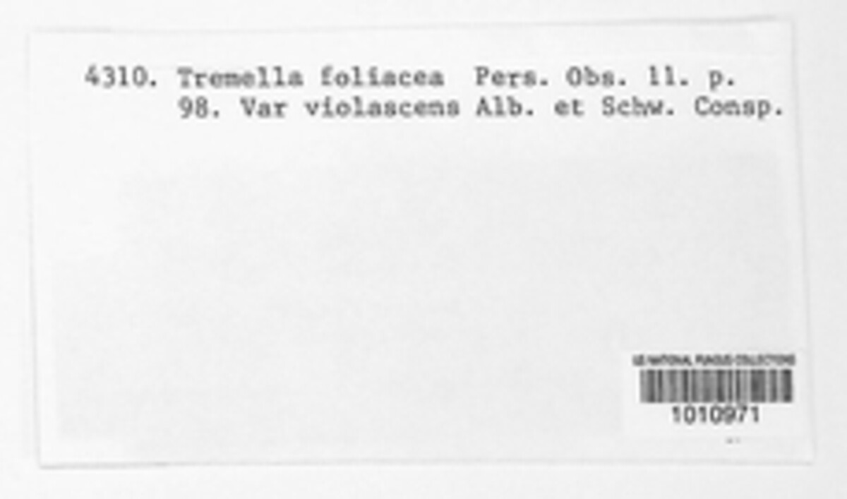 Phaeotremella foliacea image